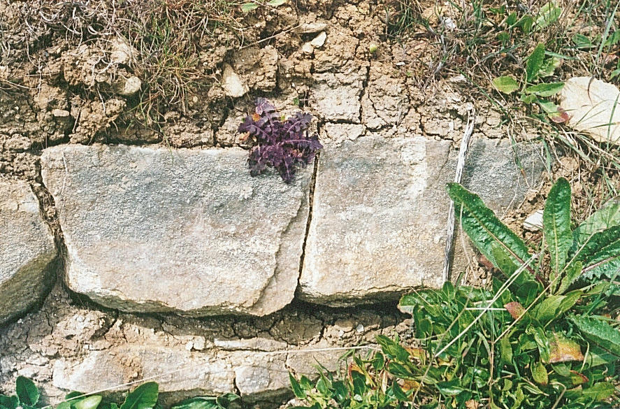 Red Purbeck Marble at Peveril Point